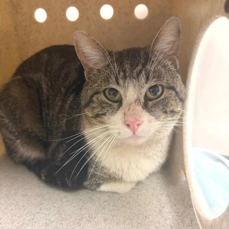 An adult medium-sized male Brown / Chocolate Domestic Short Hair cat named Zaro for adoption in Reno, NV