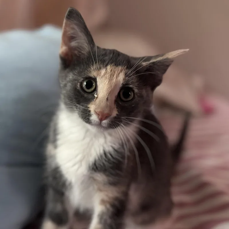A baby small-sized female Calico Domestic Short Hair cat named Marie Chapman for adoption in Merrifield, VA