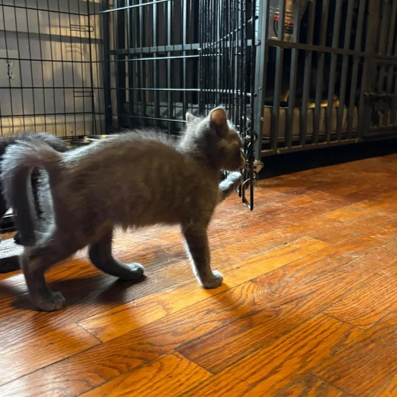 A baby small-sized male Russian Blue cat named Spark Plug for adoption in Georgetown, KY