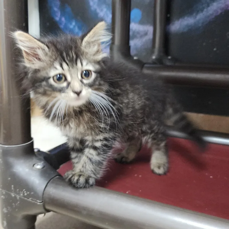 A baby small-sized female Gray / Blue / Silver Domestic Medium Hair cat named Squeakers for adoption in Dixon, IL