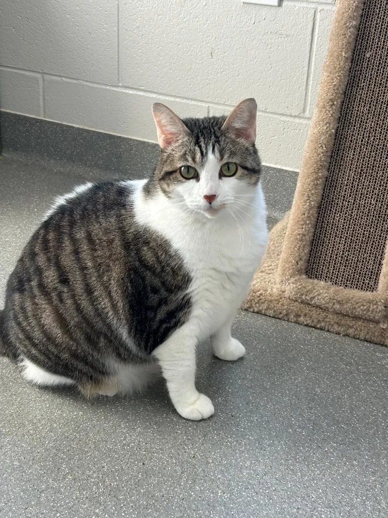 An adult medium-sized female Domestic Short Hair cat named Chrissy Snow for adoption in East Ridge, TN
