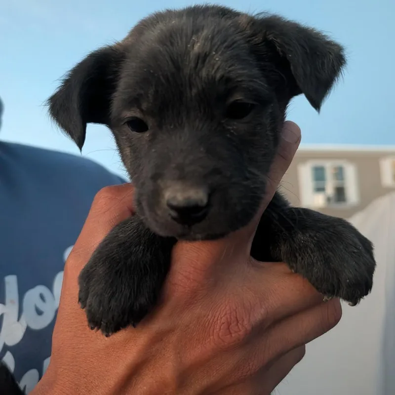 A baby small-sized female Black Mixed Breed dog named Hammerhead for adoption in Park City, UT