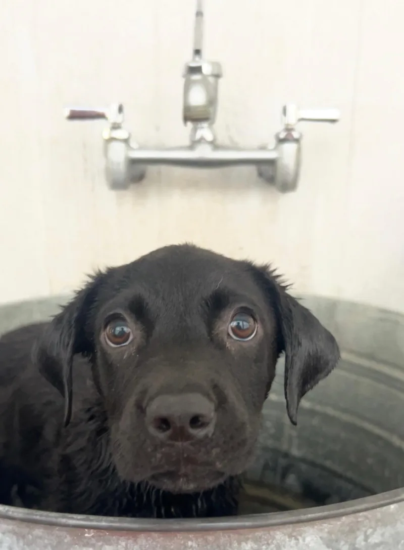 Blackie thumbnail 2
