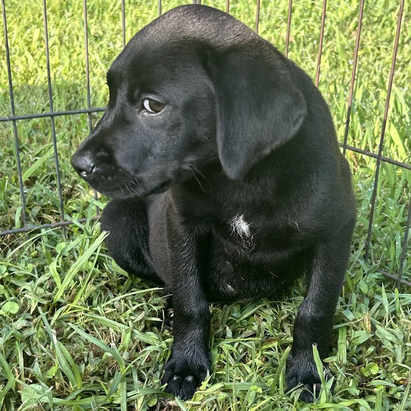 Blackie thumbnail 4