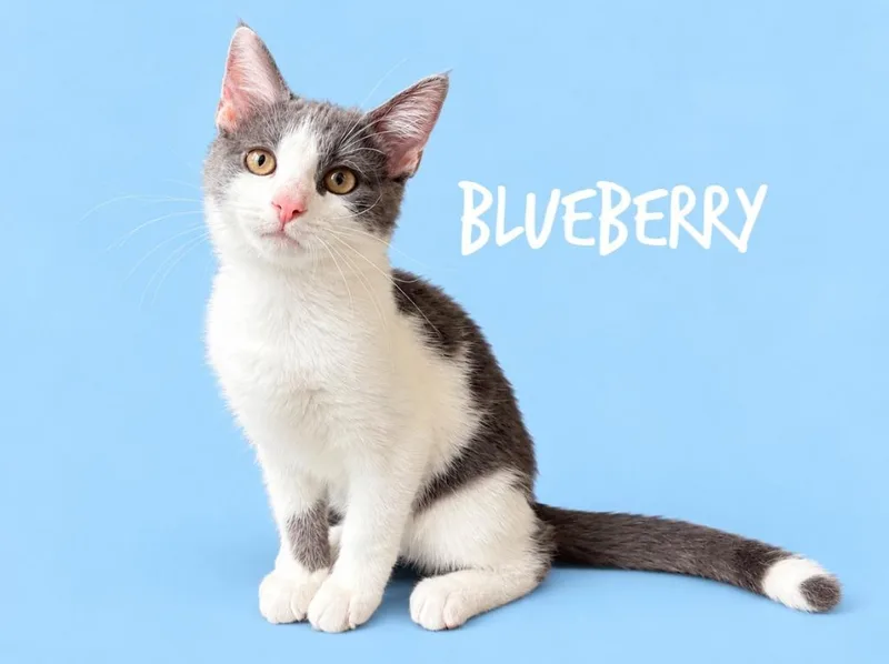 A baby small-sized male Domestic Short Hair cat named Blueberry for adoption in Rutherfordton, NC
