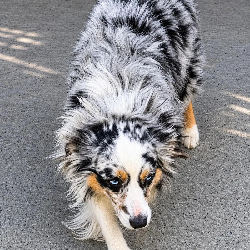 An adult medium-sized male Australian Shepherd dog named Duke for adoption in Schnecksville, PA