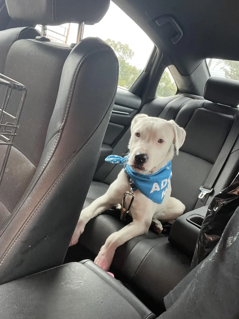 A young medium-sized male Dogo Argentino dog named Austin for adoption in Tyler, TX