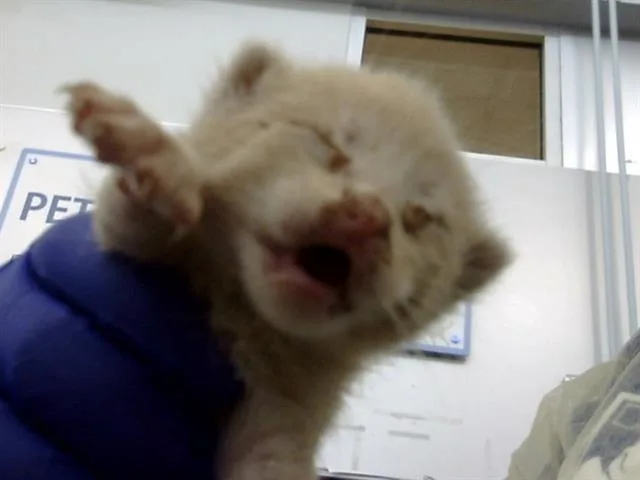 A baby medium-sized male Domestic Medium Hair cat named Sheldon for adoption in Dallas, TX