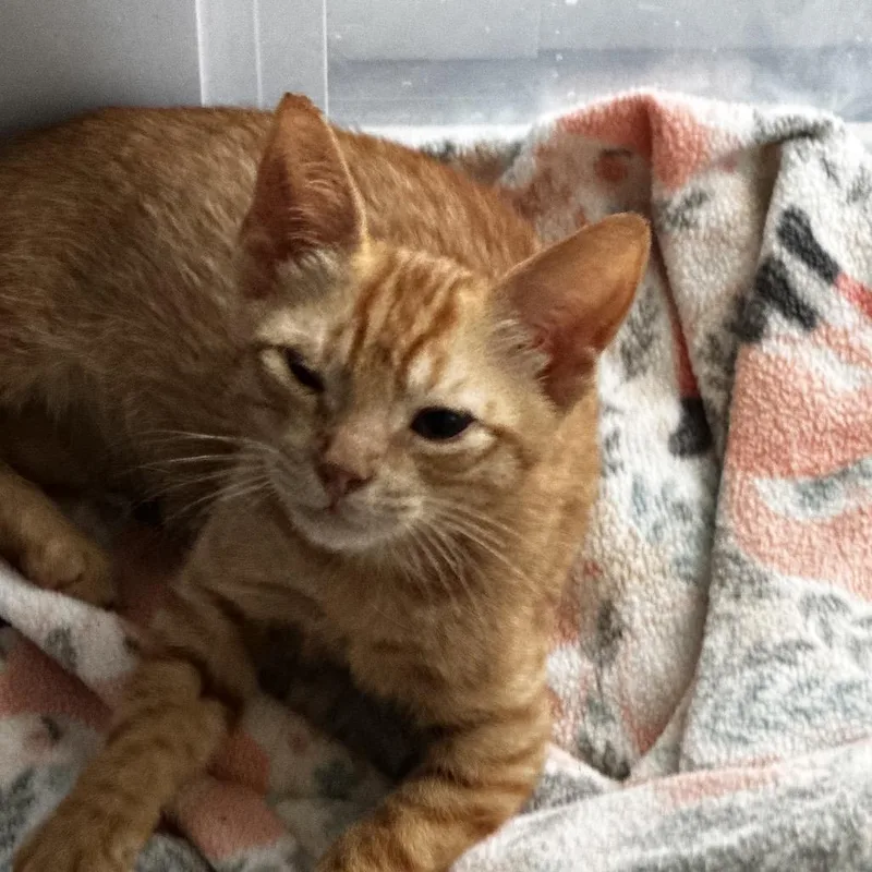 A baby medium-sized male Orange / Red Domestic Short Hair cat named Nub for adoption in Miami, FL