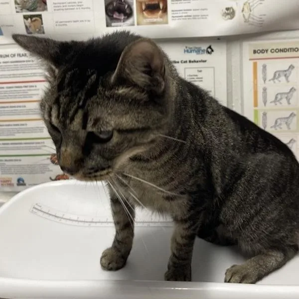 A senior medium-sized female Domestic Short Hair cat named Chewy for adoption in Escondido, CA
