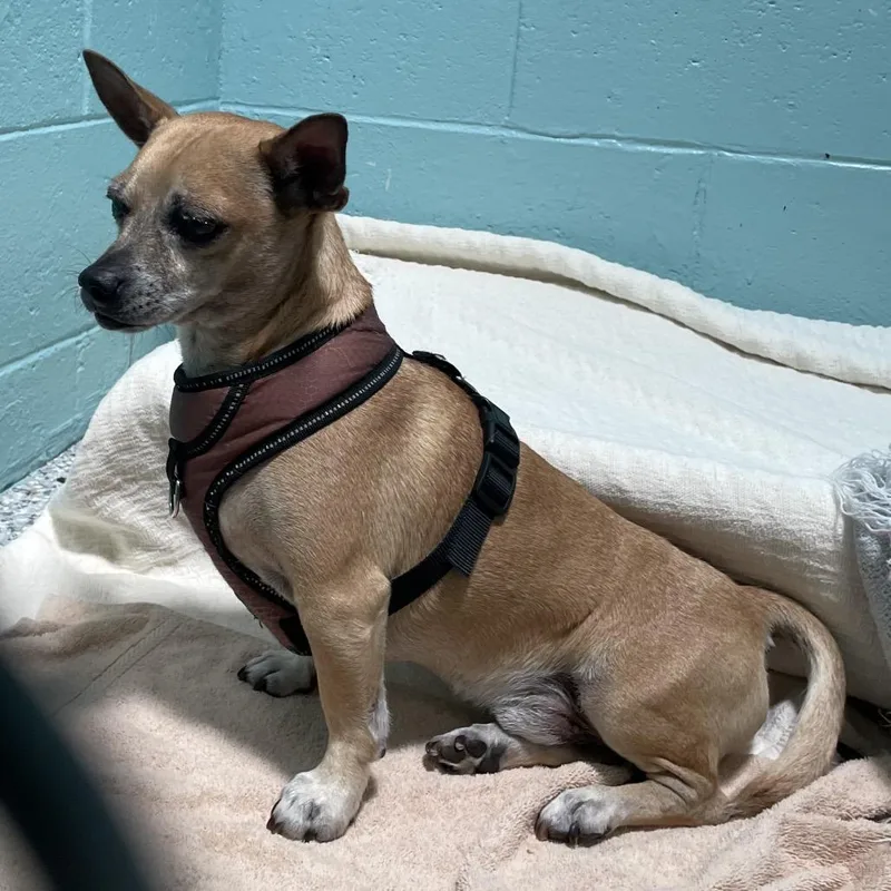An adult small-sized male Yellow / Tan / Blond / Fawn Chihuahua dog named Chavito for adoption in Port Charlotte, FL