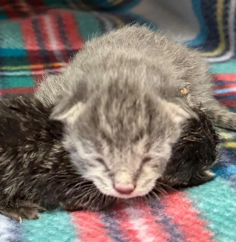 A baby small-sized female Domestic Short Hair cat named Kelly for adoption in Burnsville, NC