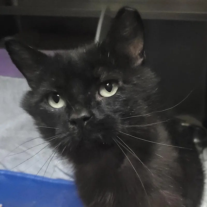 An adult large-sized male Black Domestic Short Hair cat named Panther for adoption in Plover, WI