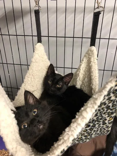 Gruyere Aka Noir