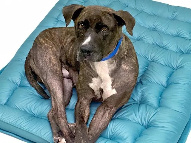 An adult medium-sized male Labrador Retriever dog named Stan for adoption in Fort Lauderdale, FL