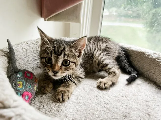 A baby medium-sized female Tabby (Brown / Chocolate) Domestic Short Hair cat named Poki for adoption in Philadelphia, PA