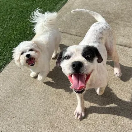 An adult medium-sized female Schnauzer dog named Oriel for adoption in Kansas City, MO
