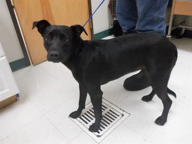 A young small-sized female Labrador Retriever dog named Princess for adoption in Oroville, CA