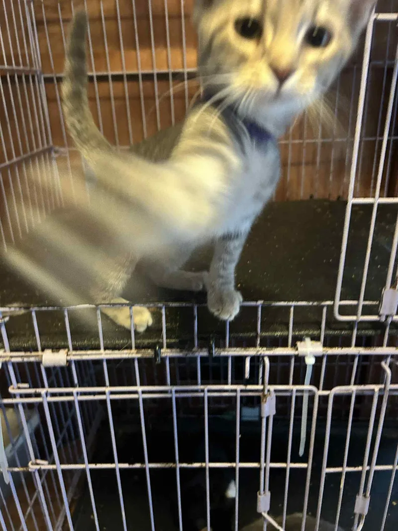 A baby medium-sized female Tabby (Gray / Blue / Silver) American Shorthair cat named Avery Pea for adoption in Charlotte, NC
