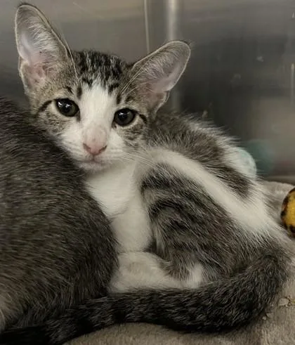 A young small-sized female Domestic Short Hair cat named Clove for adoption in Phoenix, AZ