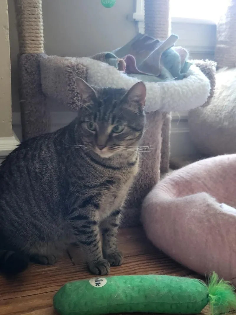 An adult large-sized male Tabby (Brown / Chocolate) Tabby cat named Bradley for adoption in Allentown, PA