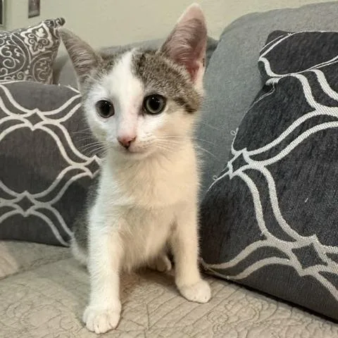 A baby small-sized male White Domestic Short Hair cat named Paul for adoption in Jupiter, FL
