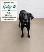 Ridge