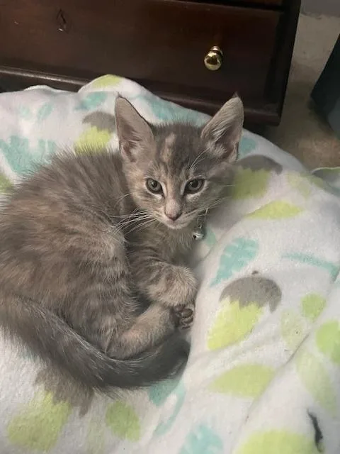 Gracie Ann