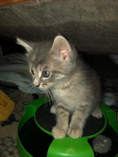 Gracie Ann thumbnail 2