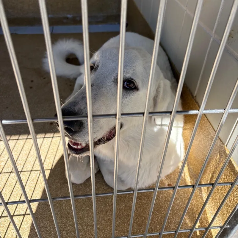 An adult large-sized male Great Pyrenees dog named Stefan for adoption in League City, TX