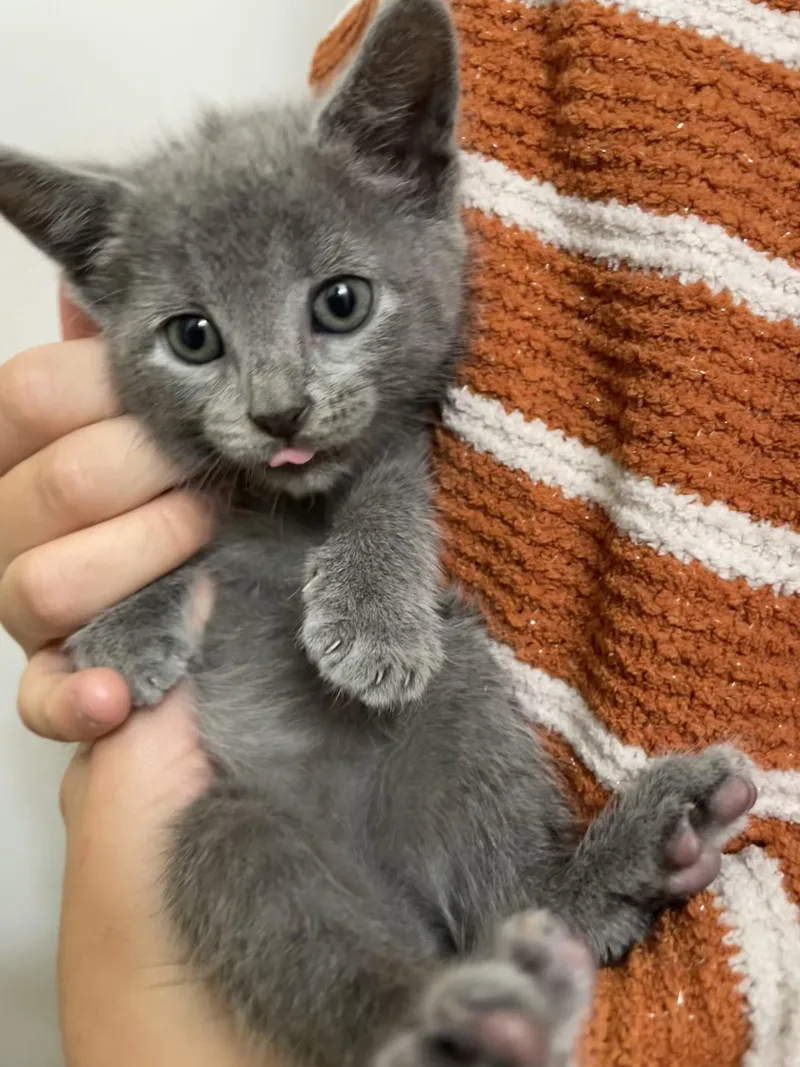 A baby small-sized female Gray / Blue / Silver Domestic Short Hair cat named Yerba for adoption in Kirksville, MO