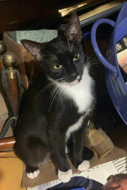 An adult small-sized female Domestic Short Hair cat named Milady for adoption in West Chester, PA