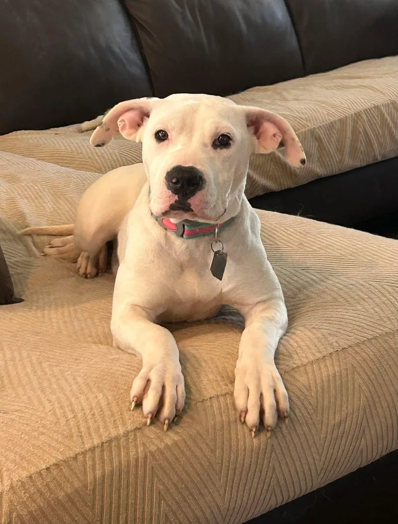 A baby medium-sized female White / Cream Boxer dog named Izzy for adoption in Scottsburg, IN
