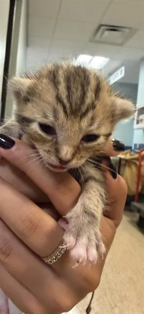 A baby small-sized female Domestic Short Hair cat named Matilda for adoption in Miami, FL