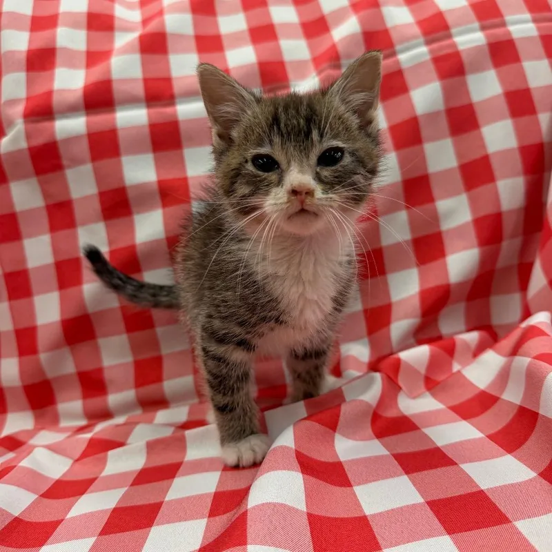 A baby small-sized male Brown / Chocolate Domestic Short Hair cat named Sazon for adoption in Raleigh, NC
