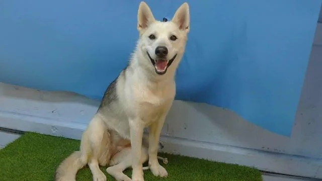An adult medium-sized female Siberian Husky dog named Chloe for adoption in Gardena, CA