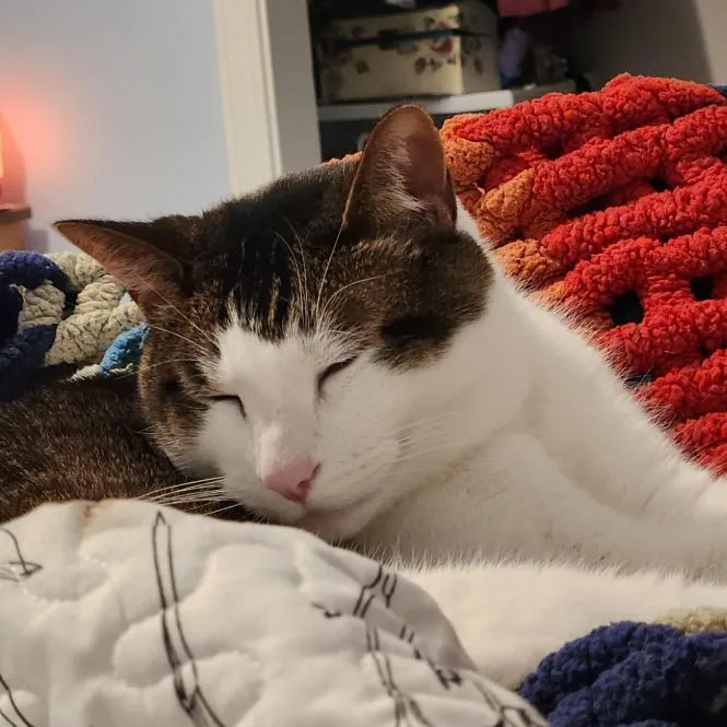 A senior large-sized male Brown / Chocolate Domestic Short Hair cat named Patches for adoption in South Elgin, IL