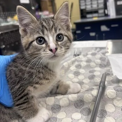 A baby small-sized male Domestic Short Hair cat named Harry Potter for adoption in Merriam, KS