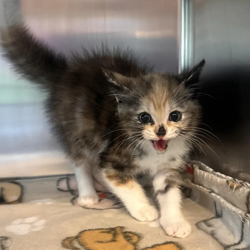 A baby small-sized female Calico Domestic Long Hair cat named Thalia for adoption in Rocky Mount, VA
