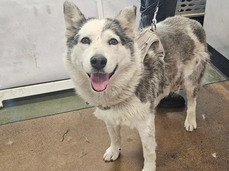 An adult large-sized female Husky dog named Oreo for adoption in Van Nuys, CA