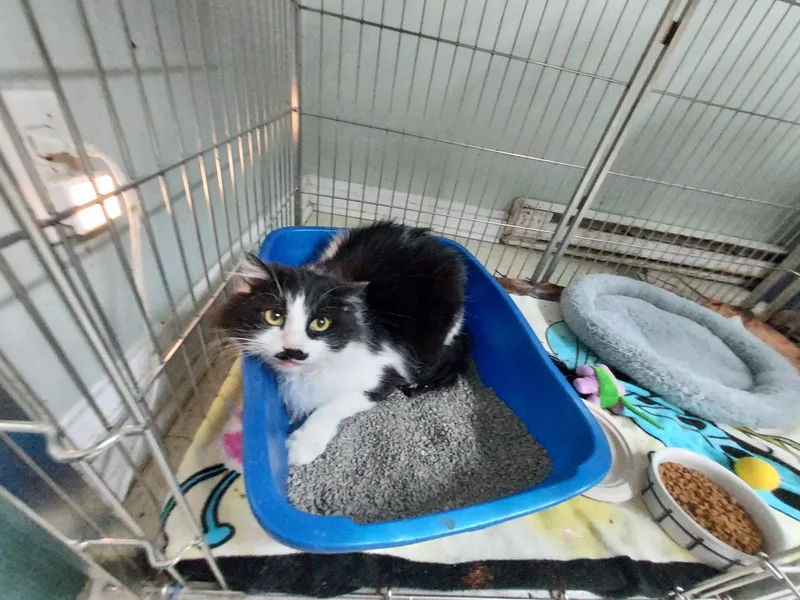 A senior large-sized male Black Domestic Long Hair cat named Bjorn for adoption in Ellicott City, MD