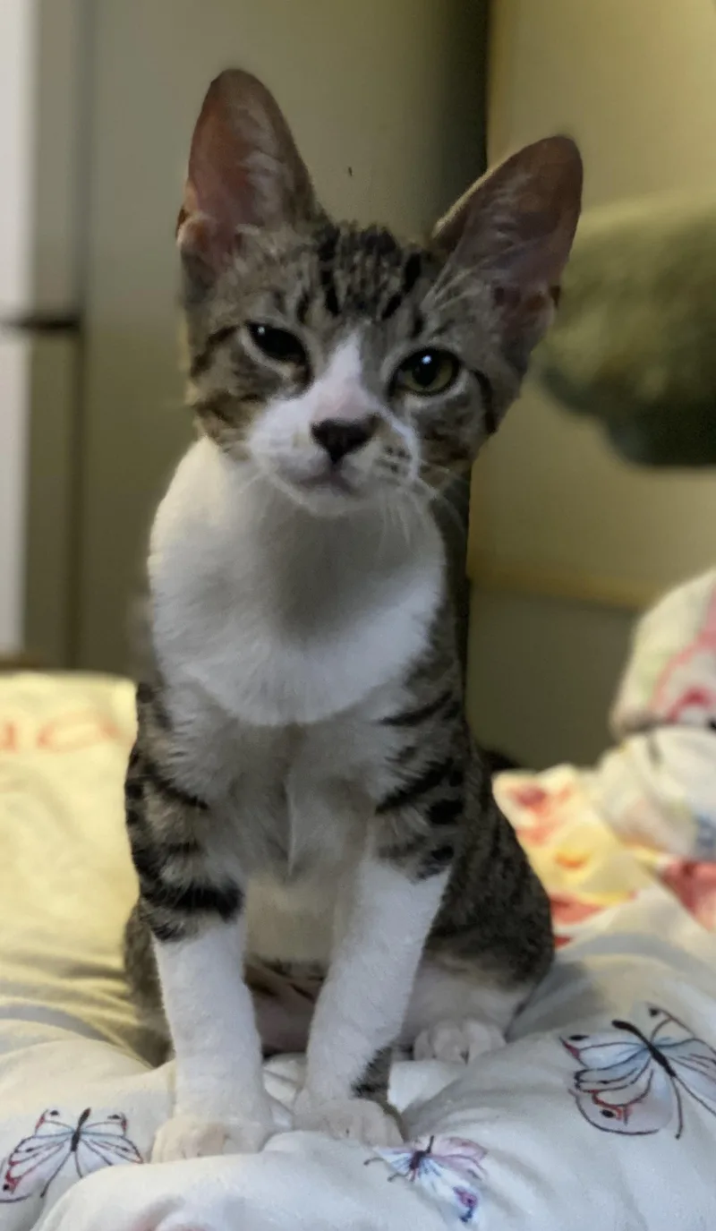 A baby medium-sized female Tabby (Brown / Chocolate) Domestic Short Hair cat named Philly for adoption in Los Angeles, CA