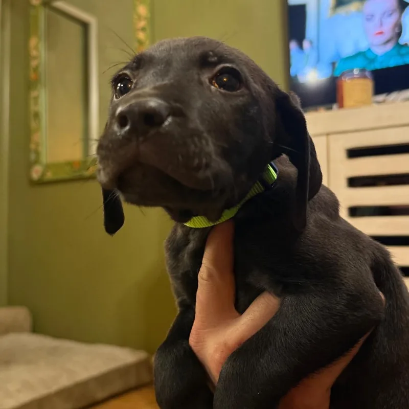 A baby small-sized male Yellow Labrador Retriever dog named Johnny for adoption in Allyn, WA
