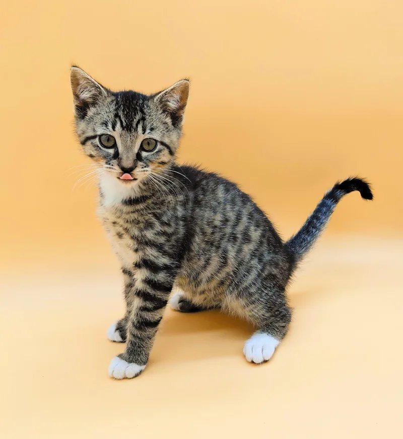 A baby medium-sized female Tabby (Brown / Chocolate) Domestic Short Hair cat named Mort for adoption in Springfield, MO
