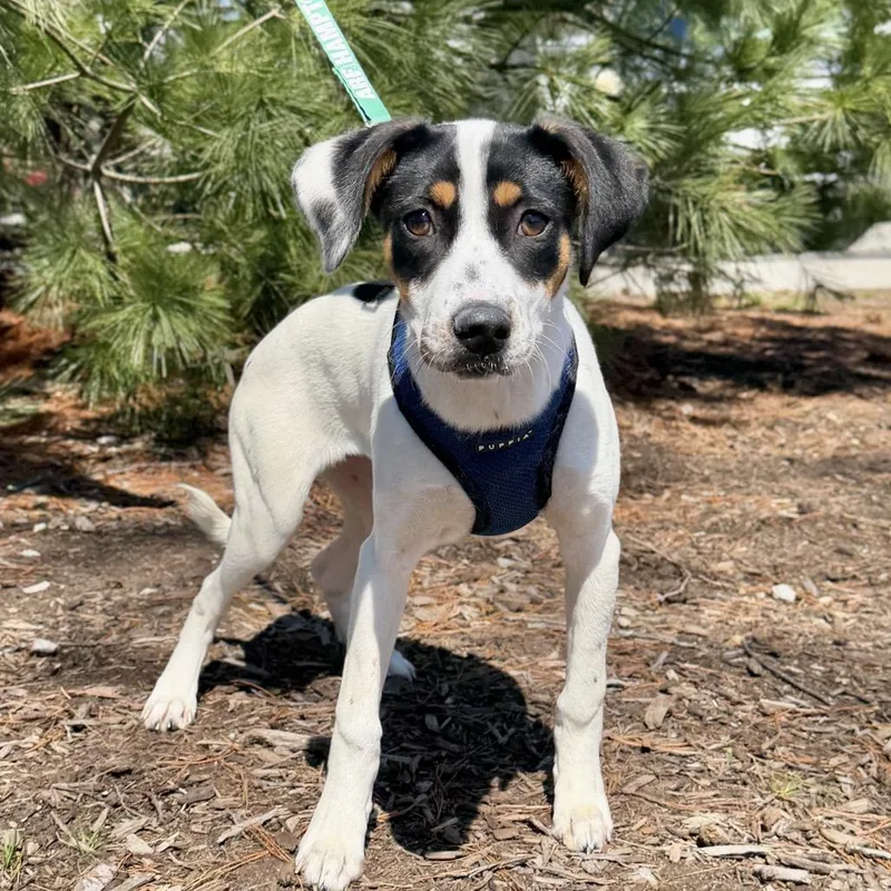 A baby medium-sized female White / Cream Hound dog named Delta for adoption in East Hampton, NY