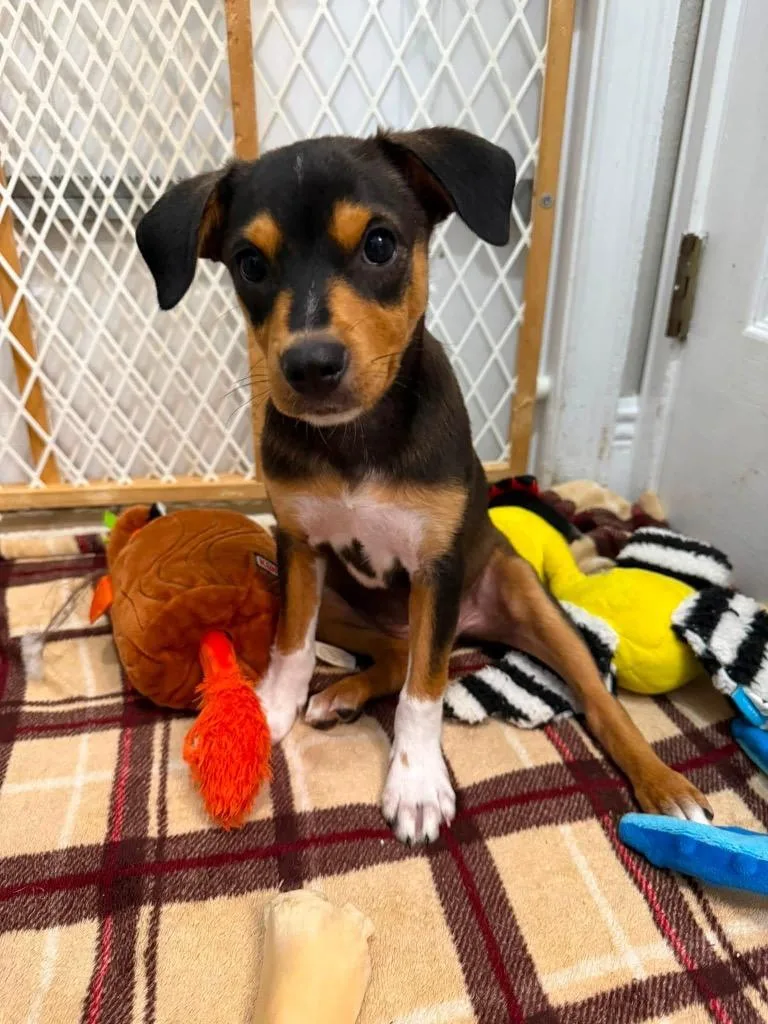 A baby medium-sized female Terrier dog named Arlie for adoption in Orlando, FL