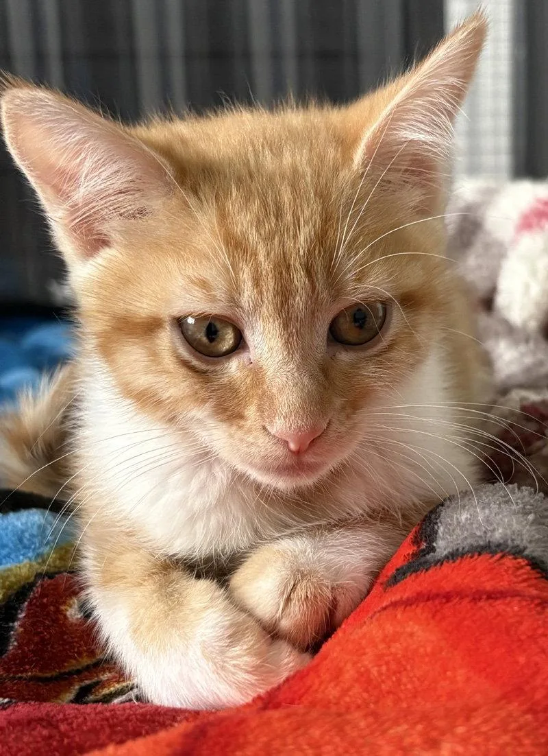 A baby medium-sized female Orange & White Domestic Short Hair cat named Lucy for adoption in Ventura, CA