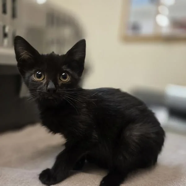 A baby medium-sized female Domestic Medium Hair cat named Salem for adoption in Oakland, CA
