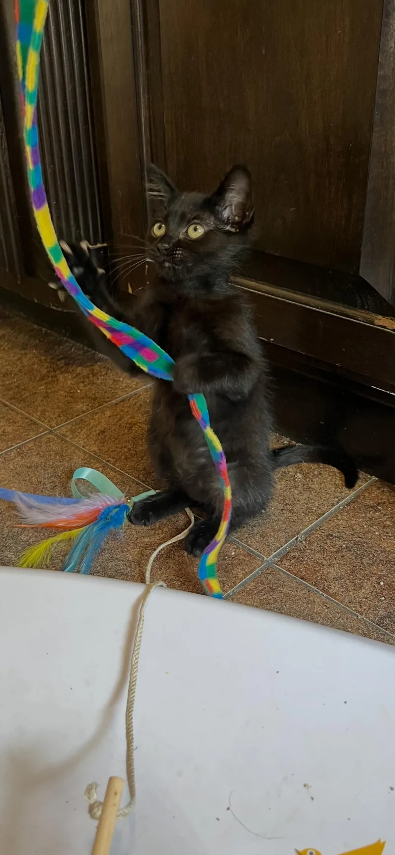 A baby medium-sized female Black Domestic Short Hair cat named Daisy for adoption in Fort Worth, TX