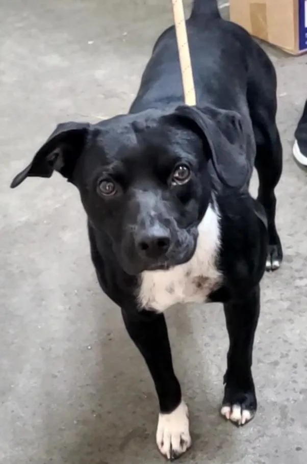 A young medium-sized male Pit Bull Terrier dog named Flea for adoption in Swainsboro, GA